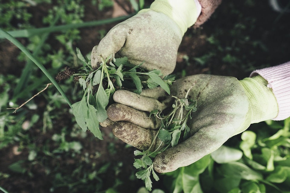 Ateliers jardin Ateliers jardin