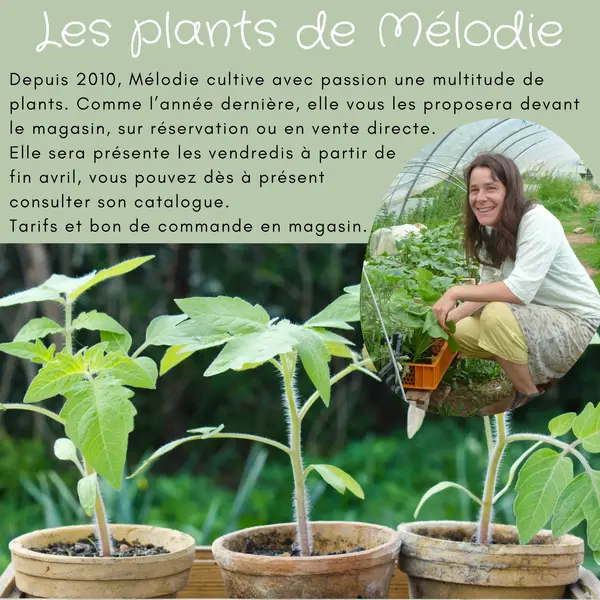 Les plants de Mélodie