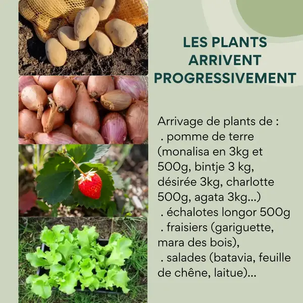 Retour des plants